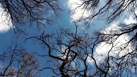 Point-of-view-looking-up-to-the-sky-through-treetops-spinning-around