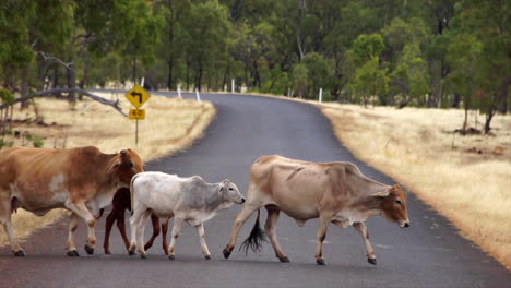 SLOW-MOTION:-Cattle-walking-across-paved-road