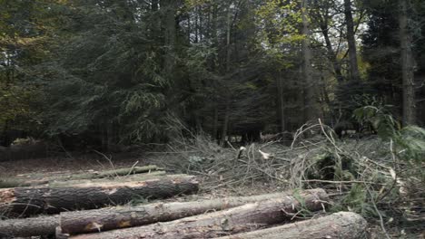 Pan-across-recently-harvested-logs-deep-in-the-English-woods