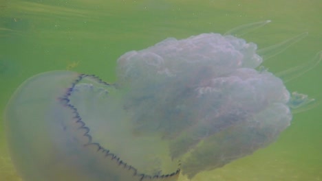 Underwater-shot-of-swimming-jellyfishes