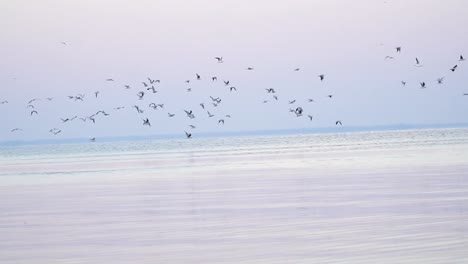 View-of-the-flying-away-seagulls-on-the-morning-sea,-follow-shot