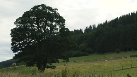 Tall,-classic-English-oak-tree-stands-proud-in-a-field
