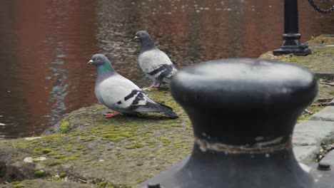 Pigeons-next-to-canal-waters-edge