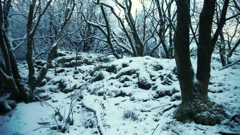 Pan-across-snow-covered-trees-and-gnarled-roots-in-English-woods