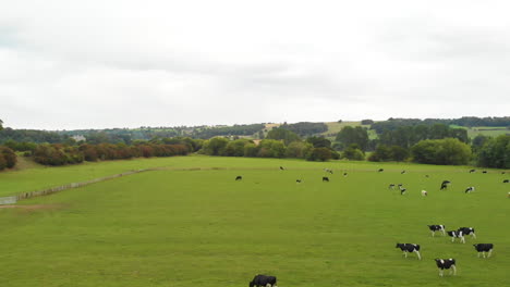 Drone-Flight-Under-Viaduct-Greenfield-with-Cow-Eating-Grass