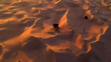 A-drone-Cinematic-shot-for-Dubai-Desert-with-a-focal-singular-tree-in-the-middle-of-the-frame-as-the-Sun-showers-the-whole-desert-in-Gold-color