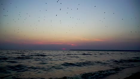 Birds-flying-in-front-of-the-sunset-at-the-sea