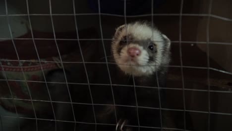 Cute-ferret-curiously-looking-in-to-the-camera