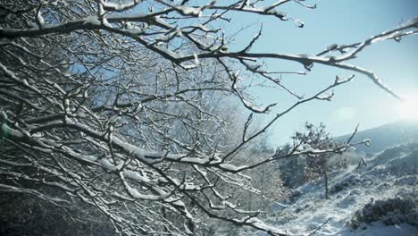 Snow-covered-branches-waving-in-the-wind,-snow-covered-mountainside-behind