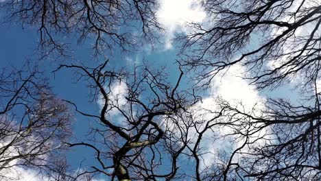 Point-of-view-looking-up-to-the-sky-through-treetops-spinning-around-1