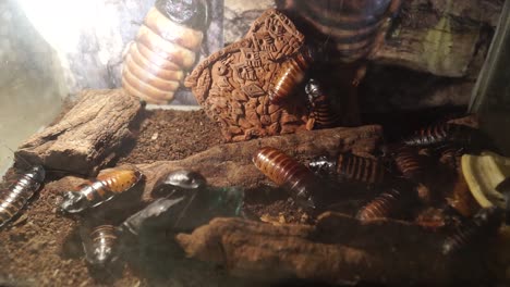 Madagascar-cockroaches-crawling-in-a-terrarium