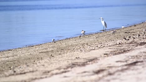 White-Egret-and-sandpipers-on-calm--Florida-shoreline
