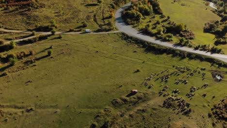 Aerial-shot-of-sheep-herd-at-sunset