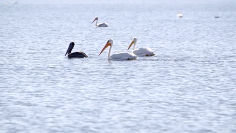 Two-White-Pelicans-and-a-Brown-Pelican-swim-right-to-left-across-frame-in-Florida
