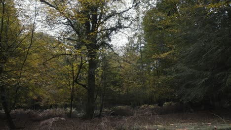 Kippen-Sie-Von-Kürzlich-Geernteten-Baumstämmen-Zum-Darüber-Liegenden-Walddach
