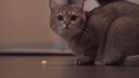 Cute-cat-playing-with-cheese-at-the-floor,-close-up-shot