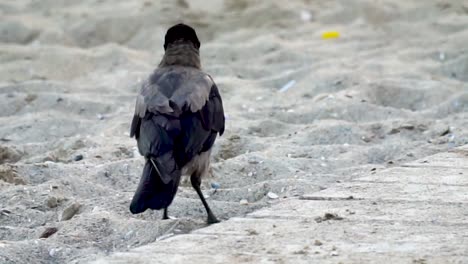 Bird-walking-on-the-dirty-beach,-close-up-shot