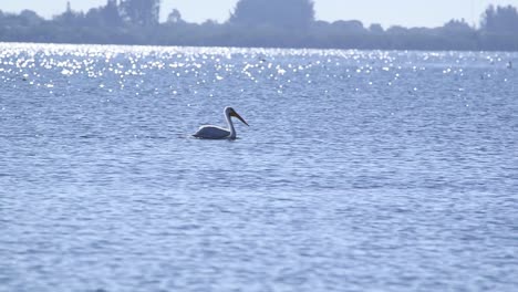 White-Pelican-in-shimmering-water-swims-out-of-frame