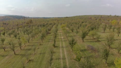 Drohne-über-Pflaumenbaumgarten-Geschossen