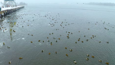 Lots-of-ducks-in-port-in-winter,-view-from-drone