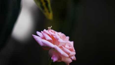 A-spider-jumps-and-slings-off-a-rose-flower