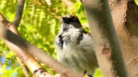 A-close-up-of-a-pretty-sparrow-perched-on-the-branch-of-a-tree