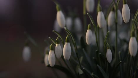 Galanthus,-snowdrop-flowers-close-up-in-a-park-in-southern-Sweden-3