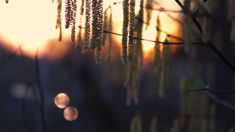 Common-hazel-pollen-an-early-spring-during-sunset-with-train-lights-coming-in-in-the-background-as-bokeh