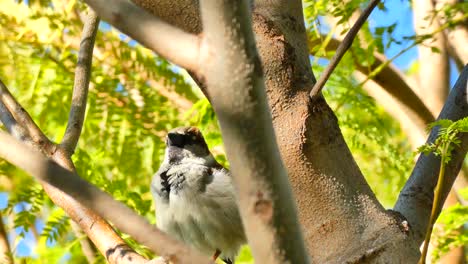 A-little-bird-singing-in-a-the-branch-of-a-tree-in-spring