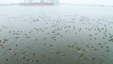 Lots-of-ducks-in-port-in-winter-with-ships-in-background,-low-flyover