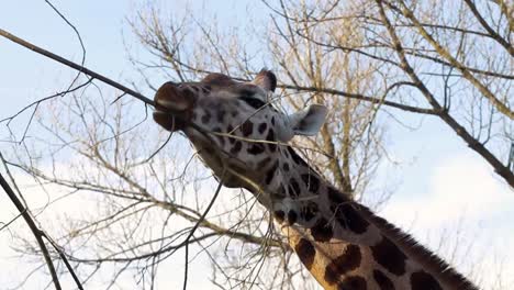 Giraffe,-Die-Äste-Von-Der-Spitze-Eines-Baumes-Frisst