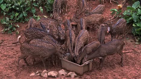 Alimentando-A-Un-Grupo-De-Ciervos-Manchados-En-Un-Safari-En-El-Zoológico