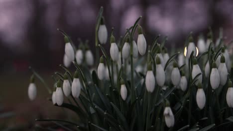 Galanthus,-Schneeglöckchen-Blumen-Hautnah-In-Einem-Park-In-Südschweden-5