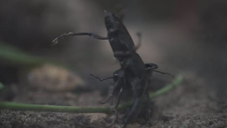 Cerca-De-Dos-Escarabajos-Ciervos-Gigantes-Luchando-A-Cámara-Lenta-1