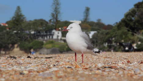 A-seagull-standing-on-the-sand-of-a-beach