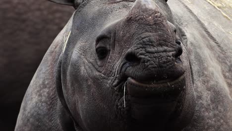 Baby-rhinoceros-near-it's-mother