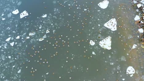 Lots-of-ducks-in-icy-winter-river,-view-from-drone
