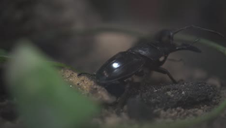 Close-Up-Of-Two-Giant-Stag-Beetle-Fighting-Slow-Motion