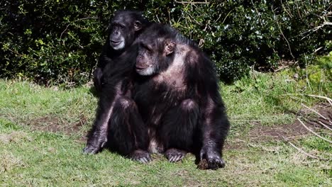Chimpanzee-sitting-down,-then-noticing-something-picks-up-a-rock
