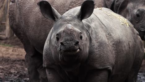 Rinoceronte-Bebé-Cerca-De-Su-Madre-1