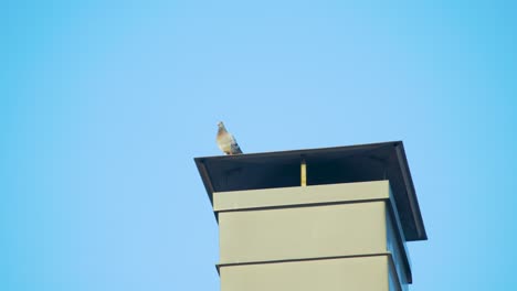 Pigeon-on-chimney,-then-flies-away