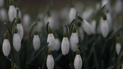 Galanthus,-Schneeglöckchen-Blumen-Hautnah-In-Einem-Park-In-Südschweden-2