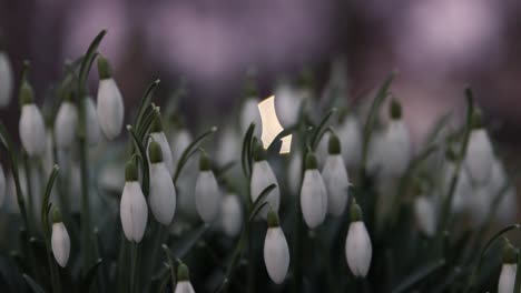 Galanthus,-Schneeglöckchen-Blumen-Hautnah-In-Einem-Park-In-Südschweden-4