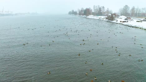 Lots-of-ducks-in-port-in-winter,-low-flyover