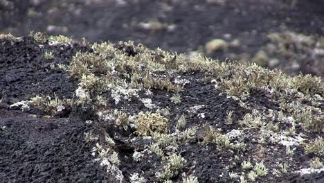 Close-up-of-lava-field-on-Lanzarote-with-moos-or-lichen,-Spain