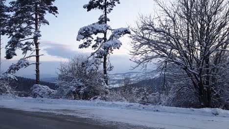 Winter-road-with-trees-and-bushes-shot-from-moving-car