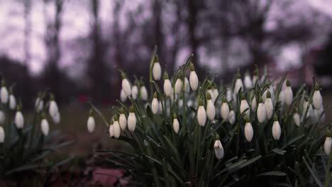 Galanthus,-Flores-De-Campanilla-De-Invierno-De-Cerca-En-Un-Parque-En-El-Sur-De-Suecia