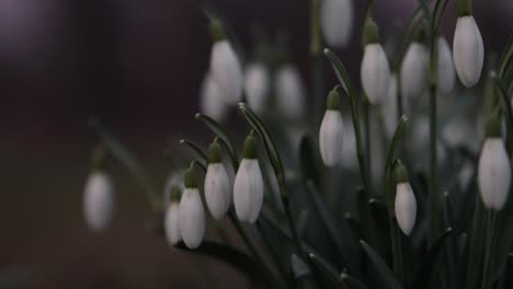 Galanthus,-snowdrop-flowers-close-up-in-a-park-in-southern-Sweden-1