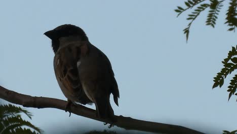 A-pretty-sparrow-perched-on-the-branch-of-a-tree-when-it-is-almost-dusk