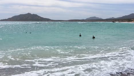 Pareja-De-Pelícanos-Nadando-Entre-Las-Olas-Del-Mar-Con-Sus-Tres-Crías-En-Cabo-Pulmo,-México